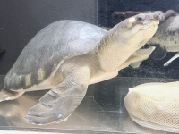 クリックで拡大画像表示