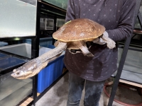 クリックで拡大画像表示