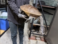 クリックで拡大画像表示