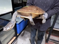 クリックで拡大画像表示