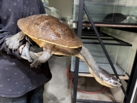 クリックで拡大画像表示