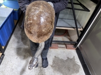 クリックで拡大画像表示