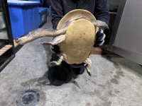 クリックで拡大画像表示