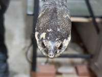 クリックで拡大画像表示