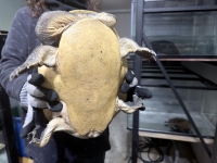 クリックで拡大画像表示