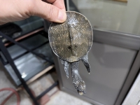 クリックで拡大画像表示