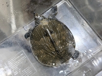 クリックで拡大画像表示