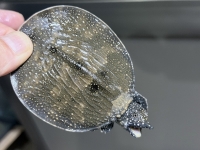 クリックで拡大画像表示