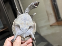 クリックで拡大画像表示