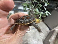 クリックで拡大画像表示