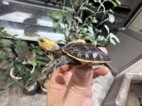 クリックで拡大画像表示