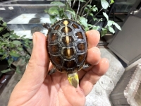 クリックで拡大画像表示