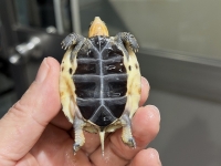 クリックで拡大画像表示