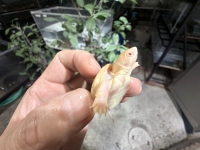 クリックで拡大画像表示