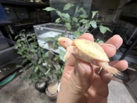 クリックで拡大画像表示