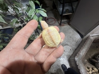 クリックで拡大画像表示