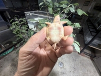 クリックで拡大画像表示