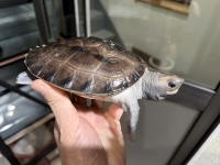 クリックで拡大画像表示