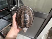 クリックで拡大画像表示