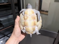 クリックで拡大画像表示