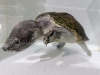 クリックで拡大画像表示