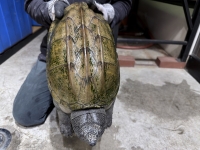 クリックで拡大画像表示