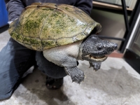 クリックで拡大画像表示