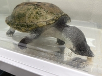 クリックで拡大画像表示