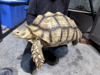 クリックで拡大画像表示