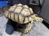 クリックで拡大画像表示