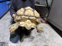 クリックで拡大画像表示