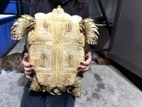 クリックで拡大画像表示