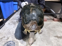 クリックで拡大画像表示