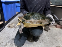 クリックで拡大画像表示