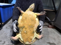 クリックで拡大画像表示