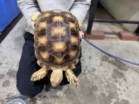 クリックで拡大画像表示