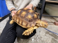 クリックで拡大画像表示