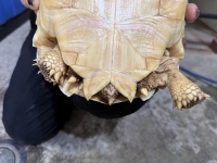 クリックで拡大画像表示