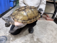 クリックで拡大画像表示