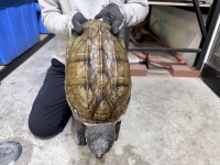 クリックで拡大画像表示