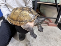 クリックで拡大画像表示