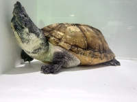 クリックで拡大画像表示