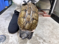 クリックで拡大画像表示