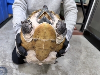 クリックで拡大画像表示