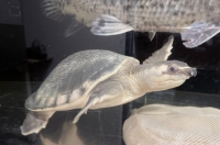 クリックで拡大画像表示