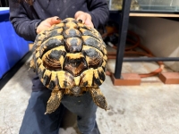 クリックで拡大画像表示