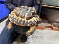 クリックで拡大画像表示