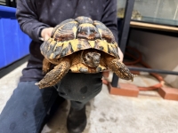 クリックで拡大画像表示