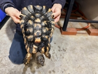 クリックで拡大画像表示