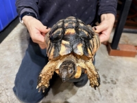 クリックで拡大画像表示